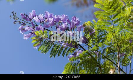 Blüten der blauen Jacaranda, Jacaranda mimosifolia Stockfoto