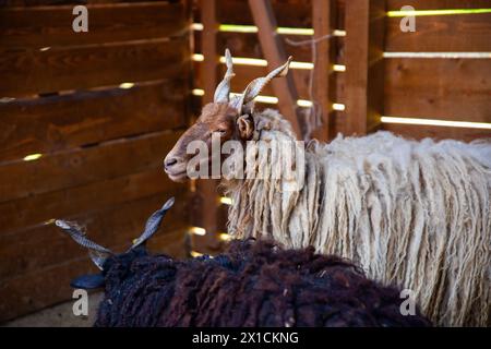 Schaf in den Holzstall legen Stockfoto