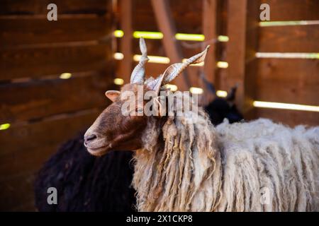 Schaf in den Holzstall legen Stockfoto