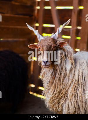 Schaf in den Holzstall legen Stockfoto