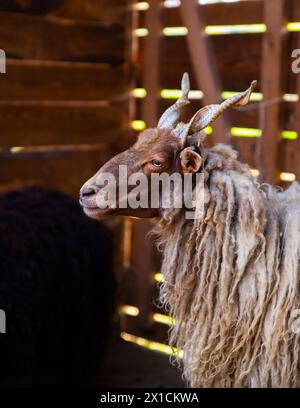 Schaf in den Holzstall legen Stockfoto