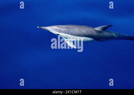 Akrobatische Delfine (Delphinus Delphis) im Hauraki Gulf Marine Park, Auckland, Neuseeland Stockfoto