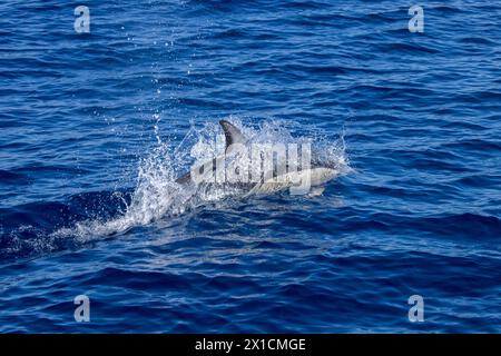 Akrobatische Delfine (Delphinus Delphis) im Hauraki Gulf Marine Park, Auckland, Neuseeland Stockfoto