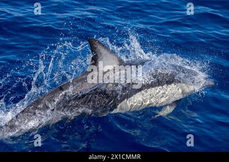 Akrobatische Delfine (Delphinus Delphis) im Hauraki Gulf Marine Park, Auckland, Neuseeland Stockfoto