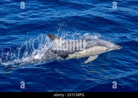 Akrobatische Delfine (Delphinus Delphis) im Hauraki Gulf Marine Park, Auckland, Neuseeland Stockfoto