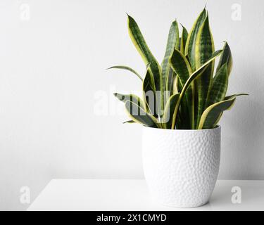 Sansevieria (Dracaena) trifasciata laurentii, auch bekannt als Schlangenpflanze. Zimmerpflanze mit grünen und gelben Blättern. Isoliert auf weißem Hintergrund. Stockfoto