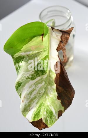 Monstera deliciosa borsigiana albo, Schnitt in einem Glas Wasser vermehrt. Weißer Hintergrund, Hochformat. Stockfoto