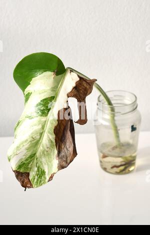 Monstera deliciosa borsigiana albo, Schnitt in einem Glas Wasser vermehrt. Weißer Hintergrund, Hochformat. Stockfoto