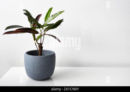 Croton (codiaeum variegatum) mit gelber und roter Verfärbung auf weißem und schwarzem Hintergrund. Zimmerpflanze im grauen Keramiktopf. Lange und dünne Blätter. Stockfoto