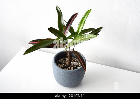 Croton (codiaeum variegatum) mit gelber und roter Verfärbung auf weißem und schwarzem Hintergrund. Zimmerpflanze im grauen Keramiktopf. Lange und dünne Blätter. Stockfoto