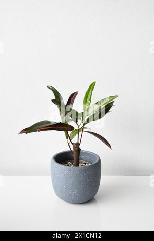 Croton (codiaeum variegatum) mit gelber und roter Verfärbung auf weißem und schwarzem Hintergrund. Zimmerpflanze im grauen Keramiktopf. Lange und dünne Blätter. Stockfoto