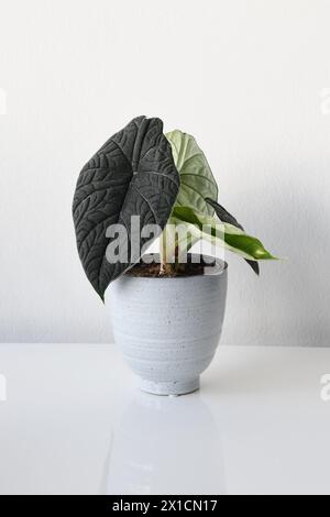 Alocasia rugosa oder Alocasia melo, Zimmerpflanze mit dicken strukturierten Blättern. Pflanzen Sie in einem Keramiktopf, isoliert auf weißem Hintergrund. Querformat. Stockfoto