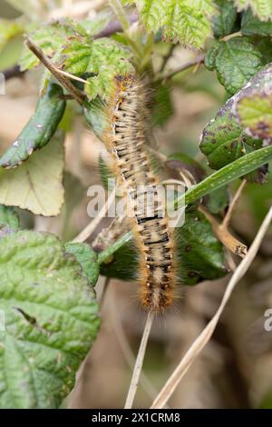 Eiche Eggar caterpillar alias Lasiocampa quercus. UK. Stockfoto