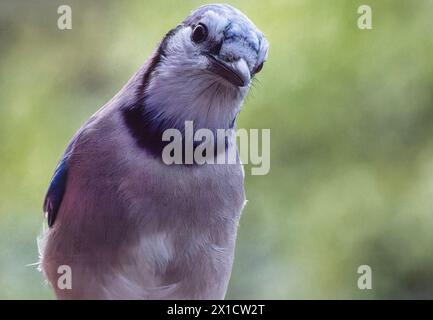 Ein Bluejay kommt an Deck an Stockfoto
