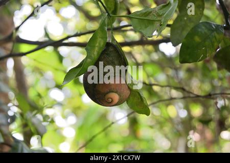 Der Blick auf eine Riesenlandschnecke (Acavus phoenix) ruht tagsüber, während sie sich an einem Zitronenblatt hoch über dem Boden festhält. Diese Landschnecke ist ende Stockfoto