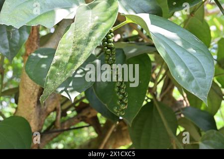 Blick auf die reifenden schwarzen Pfefferdrupes (Piper nigrum), die auf einem hängenden Pfefferstachel an der Rebe wachsen. Eine Fruchtfliege steht auf dem Pfefferstachel Stockfoto