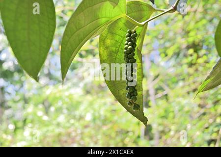 Seitenansicht eines schwarzen Pfefferstachels (Piper nigrum), der noch nicht reif ist und am Weinzweig hängt Stockfoto