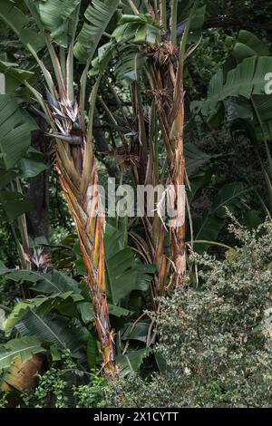 Botanik Wallpapper, Strelitzia nicolai, riesige weiße Paradies Vogelpflanze, wilde Bananenpflanze mit weißer Blume, Palmenhintergrund. Exotische tropische Pflanzen. Stockfoto