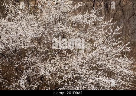 Blume blüht, mit Winterbaumzweigen Hintergrund ohne Blatt Stockfoto