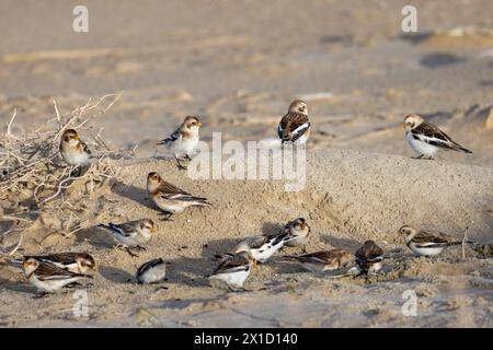 Bruants des neiges (Plectrophenax nivalis) sur une plage, Pas de Calais, Frankreich Stockfoto