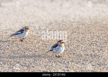 Bruants des neiges (Plectrophenax nivalis) sur une plage, Pas de Calais, Frankreich Stockfoto