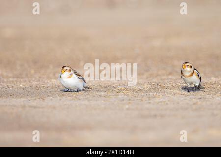 Bruants des neiges (Plectrophenax nivalis) sur une plage, Pas de Calais, Frankreich Stockfoto