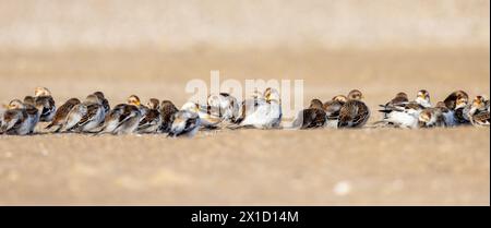 Bruants des neiges (Plectrophenax nivalis) sur une plage, Pas de Calais, Frankreich Stockfoto