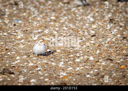 Bruant des neiges (Plectrophenax nivalis) sur une plage, Pas de Calais, Frankreich Stockfoto