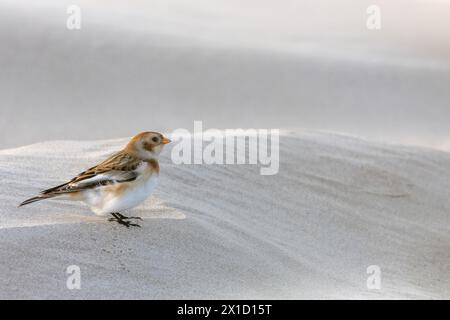 Bruant des neiges (Plectrophenax nivalis) posé sur une dune, Pas de Calais, Frankreich Stockfoto