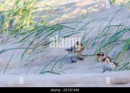 Bruants des neiges (Plectrophenax nivalis) Mangeant des graines d'oyats, Pas de Calais, Frankreich Stockfoto