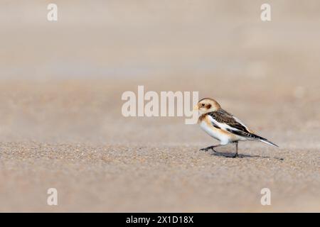 Bruant des neiges (Plectrophenax nivalis) sur une plage, Pas de Calais, Frankreich Stockfoto