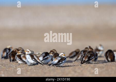 Bruants des neiges (Plectrophenax nivalis) sur une plage, Pas de Calais, Frankreich Stockfoto