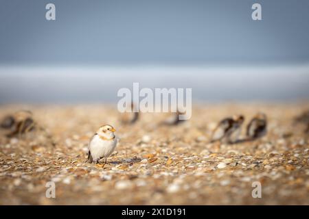 Bruants des neiges (Plectrophenax nivalis) sur une plage, Pas de Calais, Frankreich Stockfoto