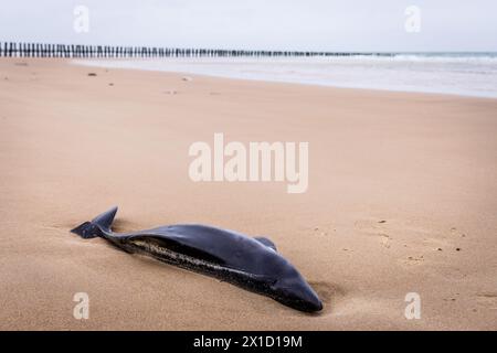 Der Schweinswal (Phocoena phocoena) strandete im Winter an einem Strand am Côte d'Opale, Frankreich Stockfoto