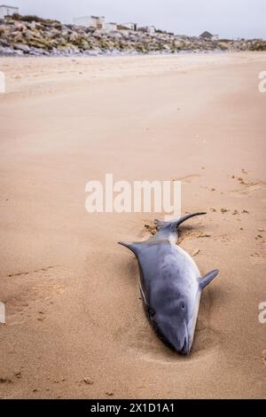 Der Schweinswal (Phocoena phocoena) strandete im Winter an einem Strand am Côte d'Opale, Frankreich Stockfoto