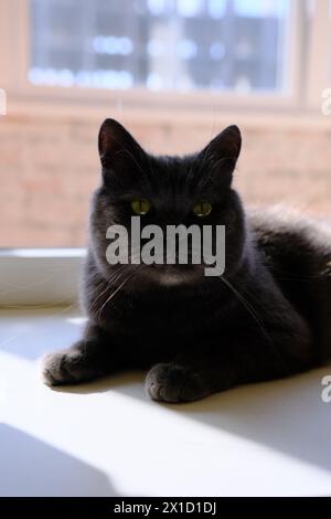 Graue britische Katze, die am Fenster liegt. Niedliches Kätzchen, das am Fenster sitzt Stockfoto