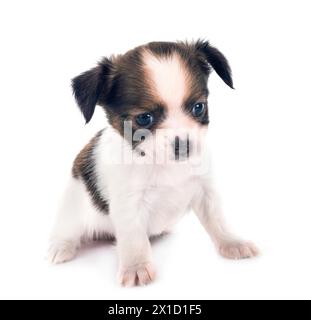 Little Chihuahua vor weißem Hintergrund Stockfoto