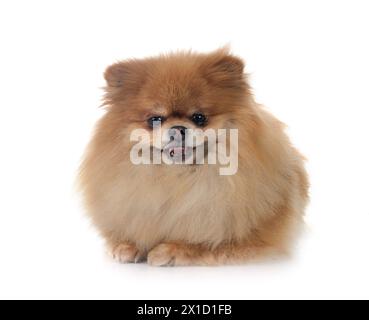 Junge pomeranian vor weißem Hintergrund Stockfoto