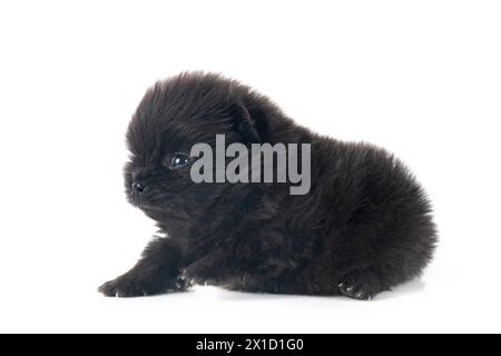 Junge pomeranian vor weißem Hintergrund Stockfoto