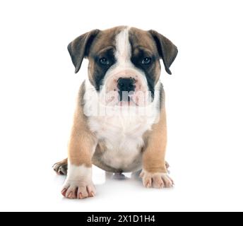 Welpen american Bully vor weißem Hintergrund Stockfoto