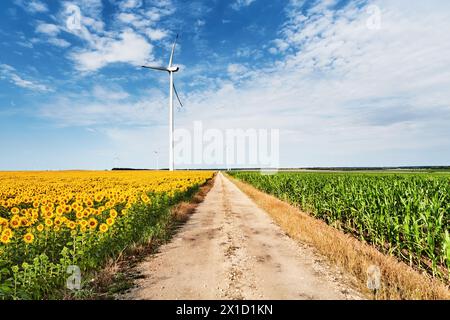 Ländliche Landschaft mit Windturbinen und Landstraße zwischen Sonnenblumen- und Maisfeldern in Bulgarien Stockfoto