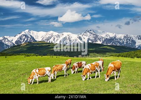 Wunderschöne Landschaft mit schneebedeckten Bergen und weidenden Kühen auf einem grünen Feld Stockfoto