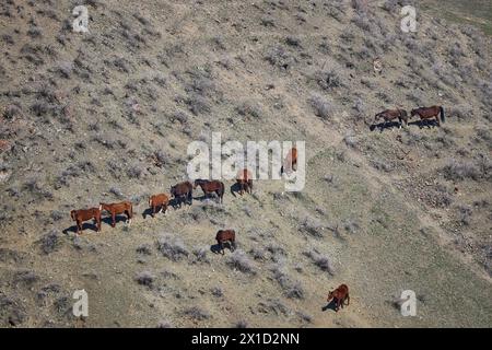 Vieh auf Freilandhaltung. Herde von Pferden, die frei weiden, gehen Sie in einer Reihe auf den Hügel. Berghang. Bio-Bauernhof, Weidetierhaltung, Landwirtschaft. Ho Stockfoto