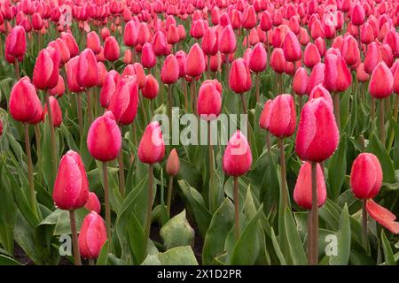 Blühendes Tulpenfeld mit rosa Blumen an einem regnerischen Tag Stockfoto