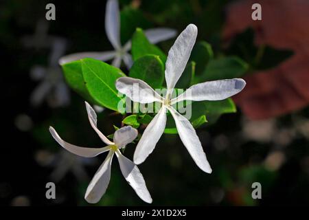 Jasmin - Jasminum officinale Blumen und Blätter, Fuerteventura, Kanarische Inseln, Spanien, Europa. Vom Februar 2024 Stockfoto