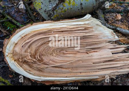 Der Baumstamm wird vom Wind gebrochen. Nahaufnahme Stockfoto