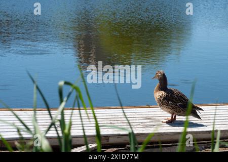 Wilde Ente in der Natur auf einer Holzbrücke am See Stockfoto