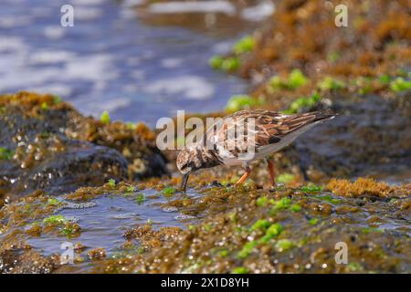 Roddy Turnstone (Arenaria interpres), in nicht-Brutgefieder, auf der Suche nach Nahrung im grünen Moos, Teneriffa, Kanarischen Inseln Stockfoto