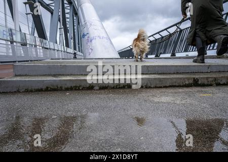 Niederlande, Nijmegen, 16-04-2024, - Fußgänger und Radfahrer müssen mit Wind und Regen auf der Brücke zu kämpfen haben. Es gibt Pfützen und starke Windböen. Foto: ANP/Hollandse Hoogte/ Manon Bruininga netherlands Out - belgien Out Stockfoto