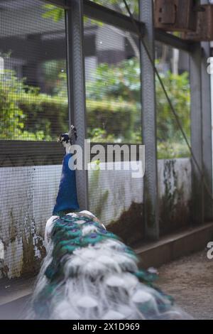 Weißer und blauer Pfau in einem Käfig, der mit dem Rücken zur Kamera läuft, mit verschwommenem Hintergrund Stockfoto